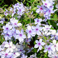 Wald-Phlox 'Chattahoochee' - Phlox divaricata chattahoochee - Bakker