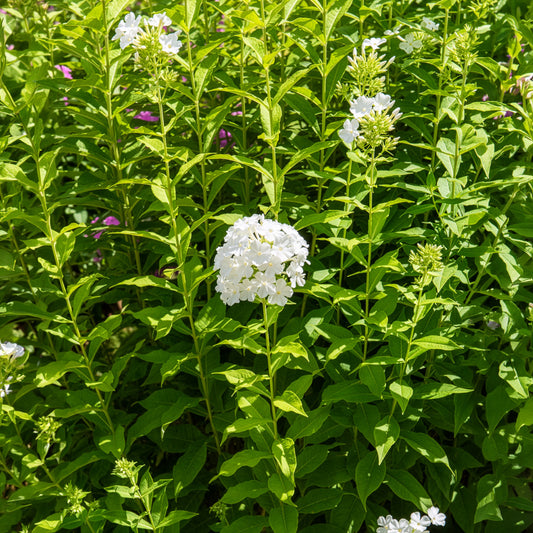 Hohe Flammenblume 'Fujiyama' - Bakker