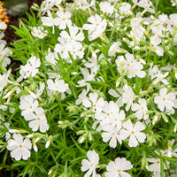 Phlox Moos White Delight (x3) - Bakker