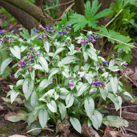 Lunge Majestät - Pulmonaria saccharata Majeste - Bakker