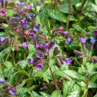 Pulmonaria saccharata Majeste - Lunge Majestät - Stauden