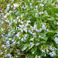 Lunge Ocupol Opal - Pulmonaria Opal - Bakker