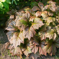 Gestieltblättriges Schaublatt - Rodgersia podophylla - Bakker