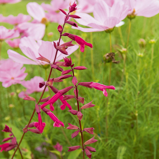 Salbei Wendys Wish - Bakker