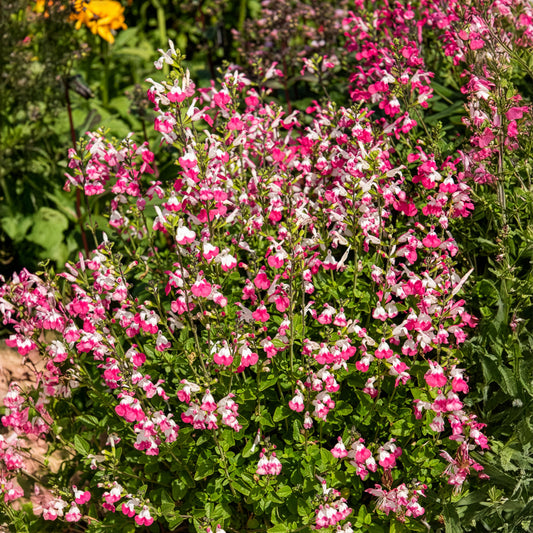 Johannisbeer-Salbei Pink Dream - Bakker