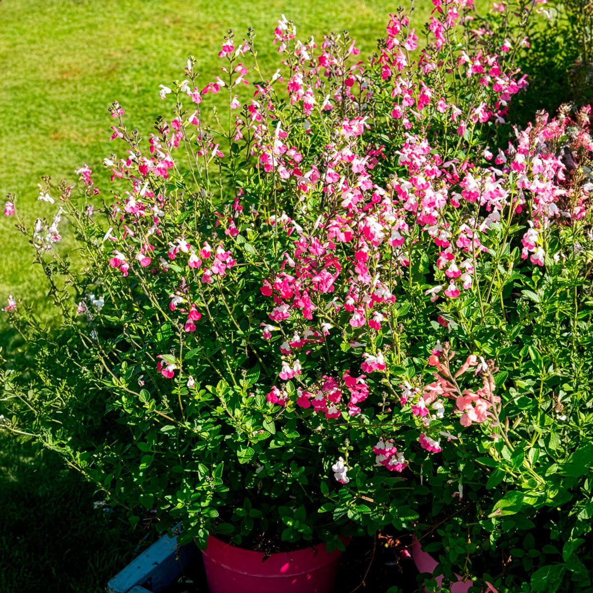 Johannisbeer-Salbei Pink Dream - Salvia microphylla Pink Lips - Bakker