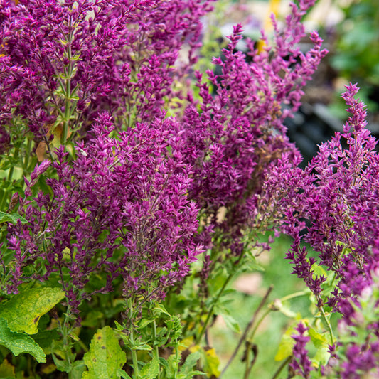 Steppensalbei Schwellenburg - Bakker