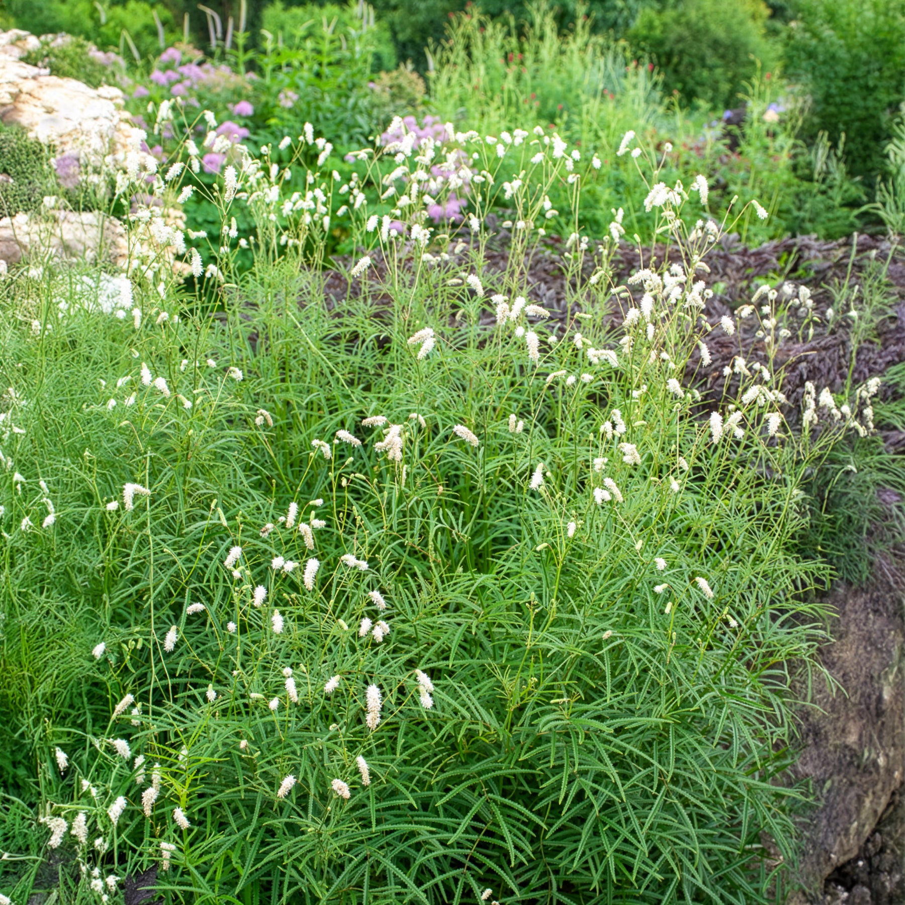 Sanguisorba tenuifolia - Wiesenknopf Alba - Wiesenknopf
