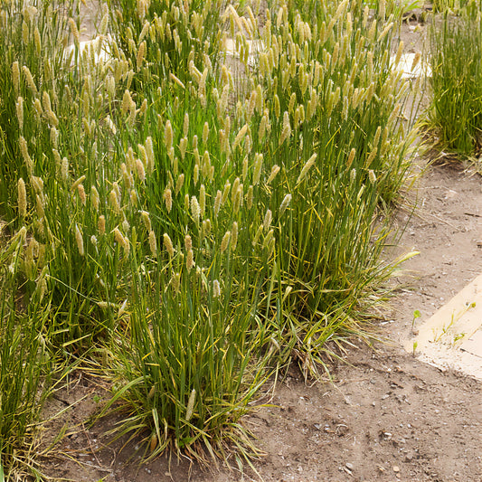 Fuchsschwanzgras - Bakker