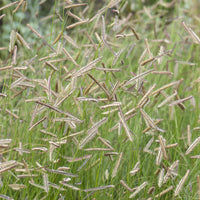 Moskitogras - Bouteloua gracilis - Bakker