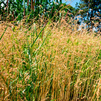 Zittergras - Briza media - Bakker