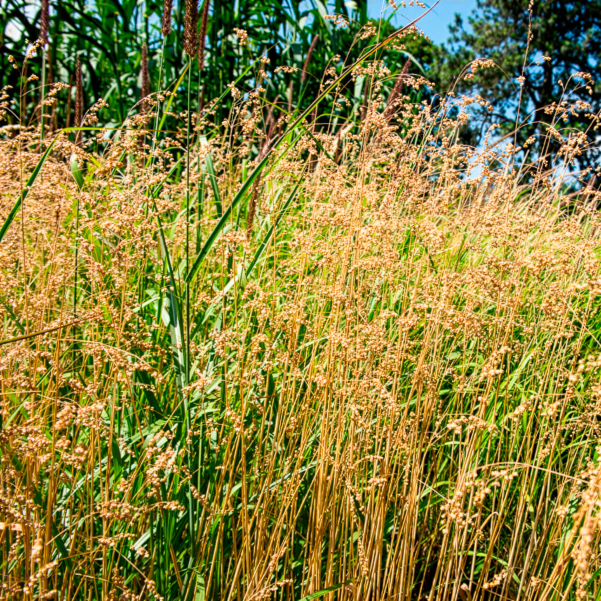 Zittergras - Briza media - Bakker