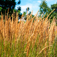 Reitgras Karl Förster - Calamagrostis x acutiflora Karl Foerster - Bakker