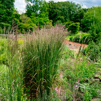 Reitgras Karl Förster - Gräser - Bakker