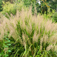 Diamantgras - Calamagrostis arundinacea var. brachytricha - Bakker