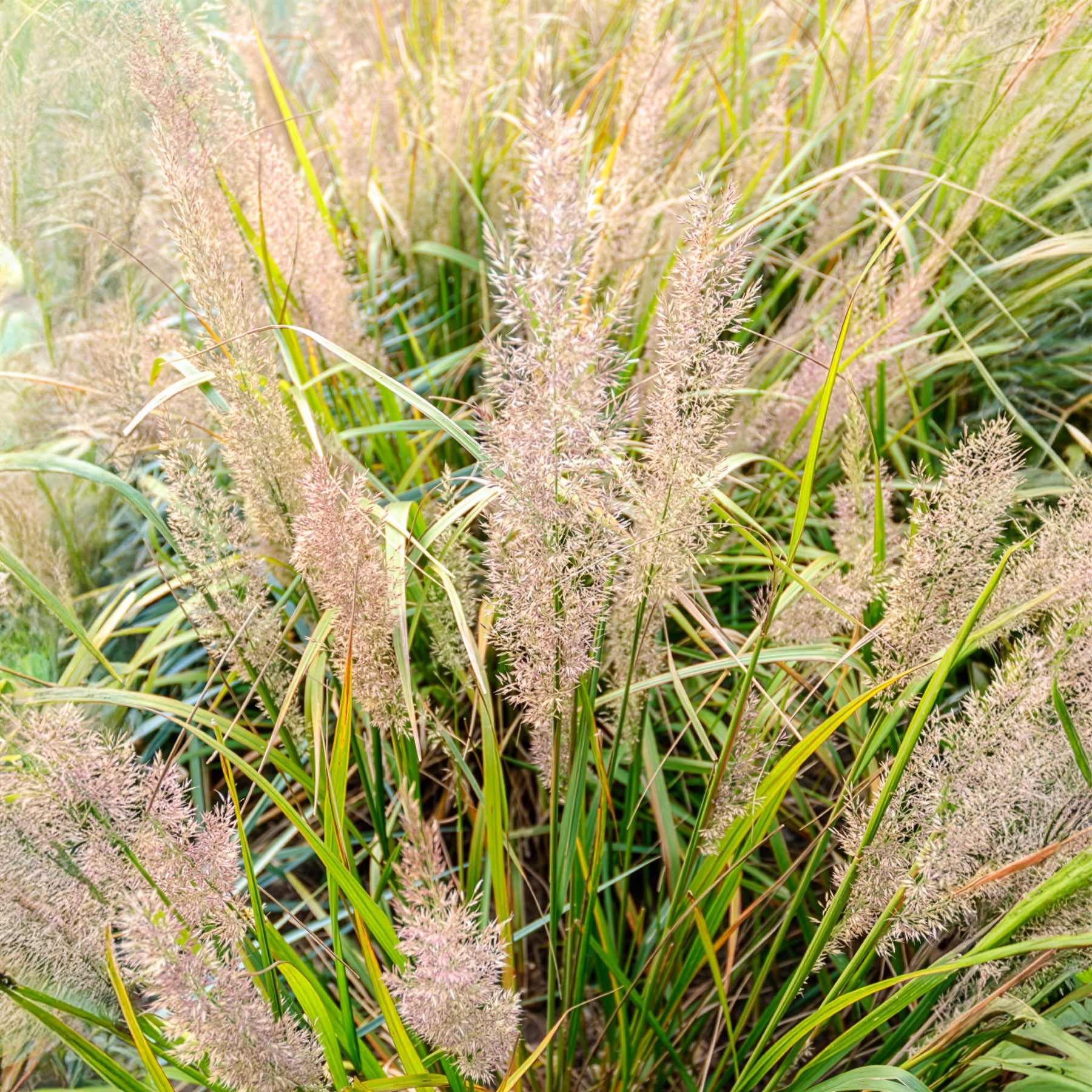 Diamantgras - Gräser - Bakker