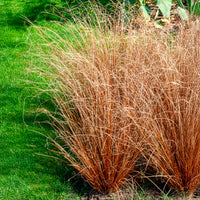 Buchanan-Segge - Carex buchananii - Bakker