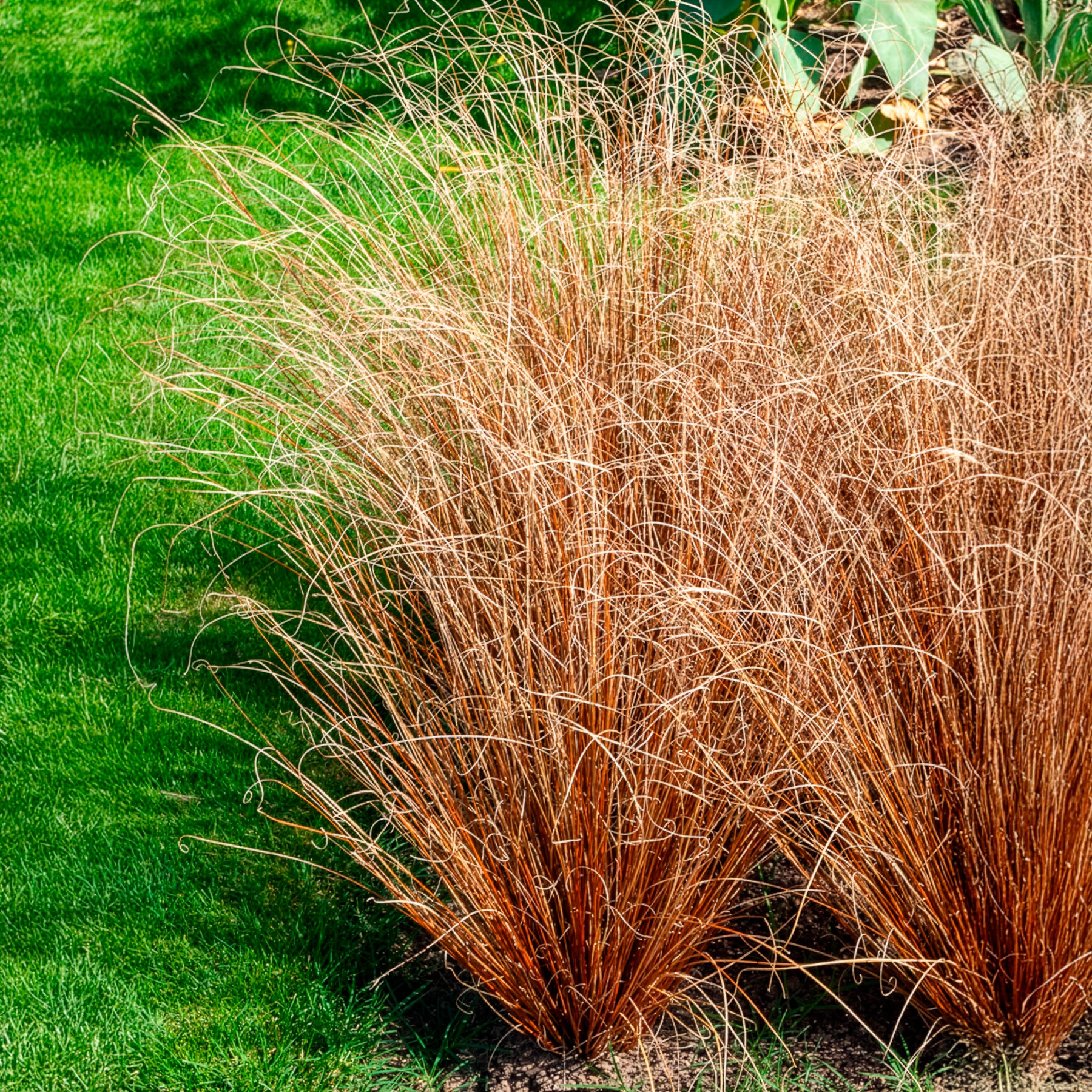 Buchanan-Segge - Carex buchananii - Bakker