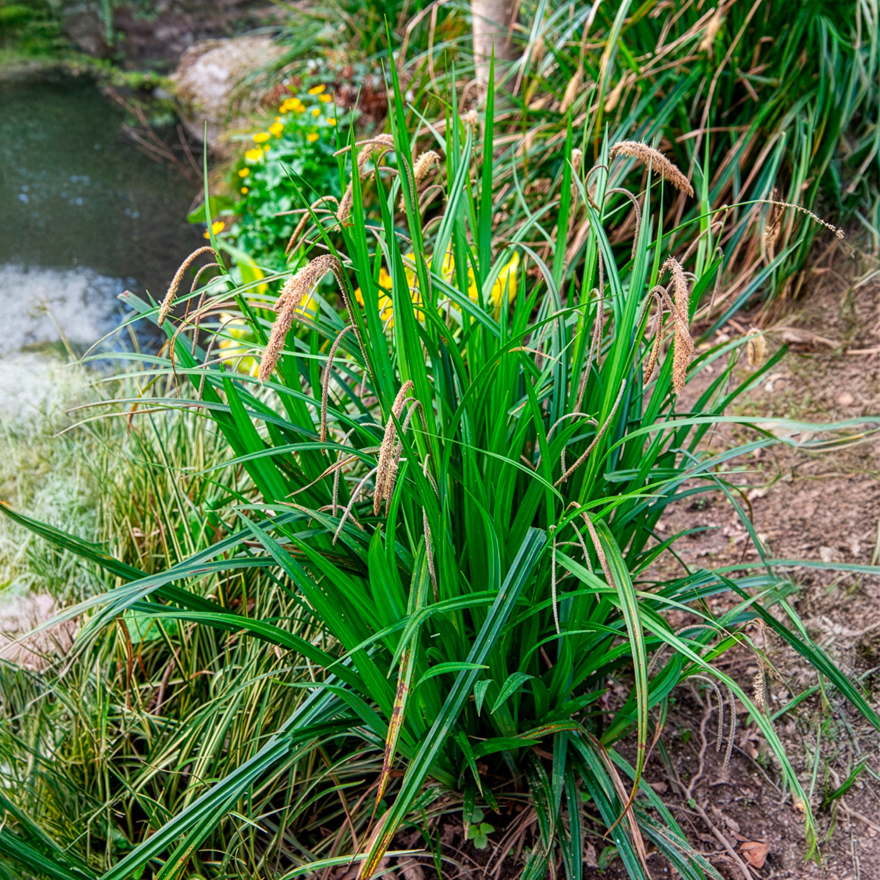 Verkauf Hängende Seggen - Carex pendula