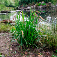 Verkauf Hängende Seggen