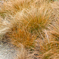 Orange Segge - Carex testacea - Bakker