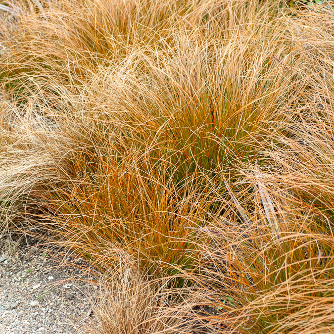Orange Segge - Carex testacea - Bakker