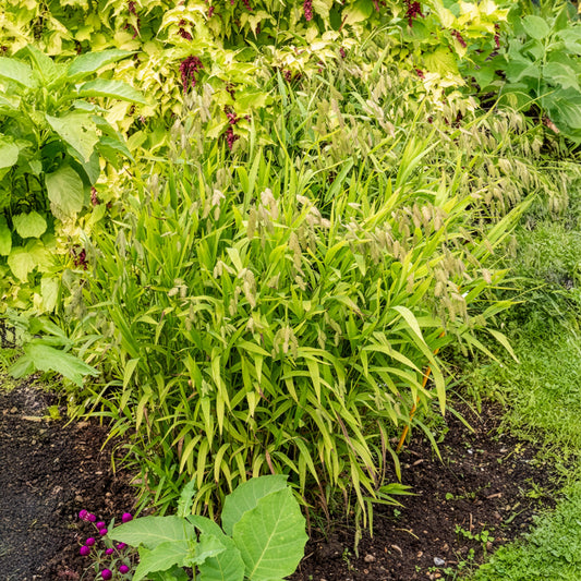 Plattährengras - Bakker