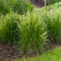 Schmiele - Rasen-Schmiele - Deschampsia cespitosa