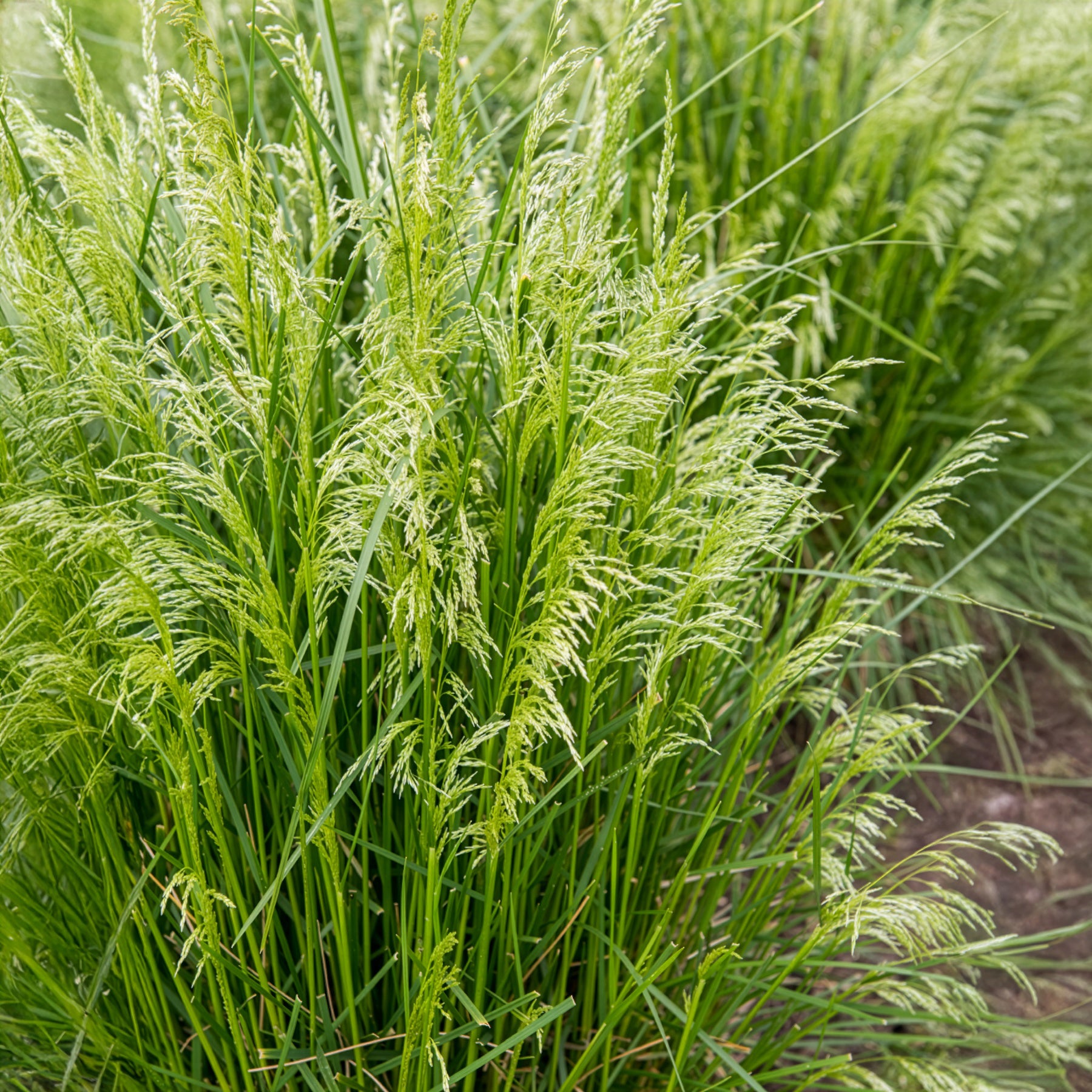 Rasen-Schmiele - Bakker