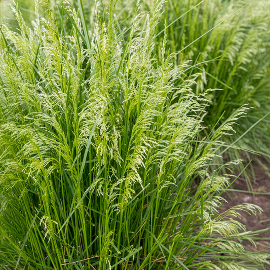 Rasen-Schmiele - Bakker