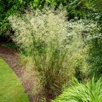 Rasen-Schmiele - Deschampsia cespitosa - Bakker