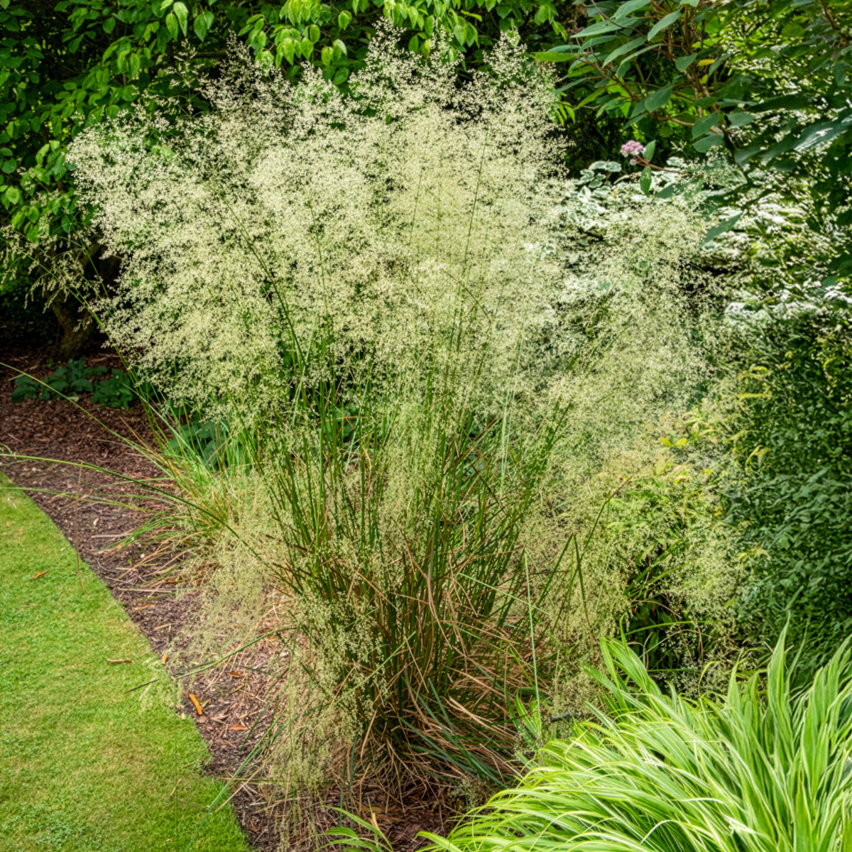 Rasen-Schmiele - Deschampsia cespitosa - Bakker
