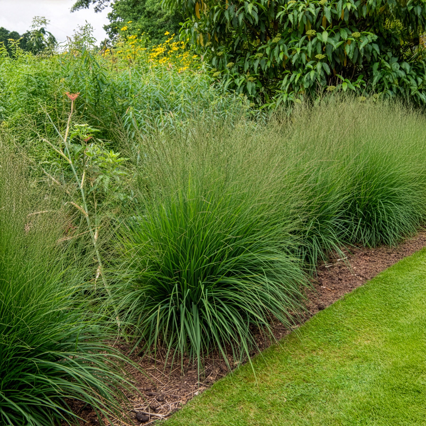 Deschampsia cespitosa - Rasen-Schmiele - Schmiele