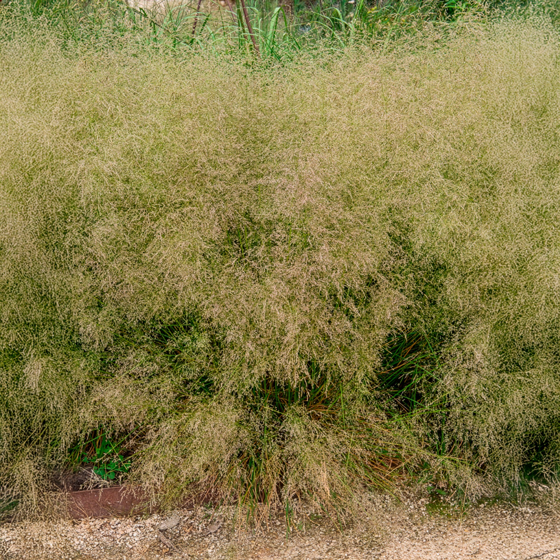 Schmiele - Schmiele 'Goldtau' - Deschampsia cespitosa goldtau
