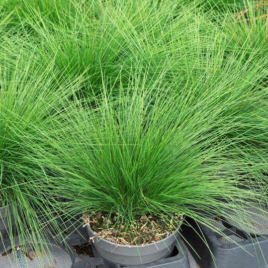 Amethyst-Schwingel - Bakker