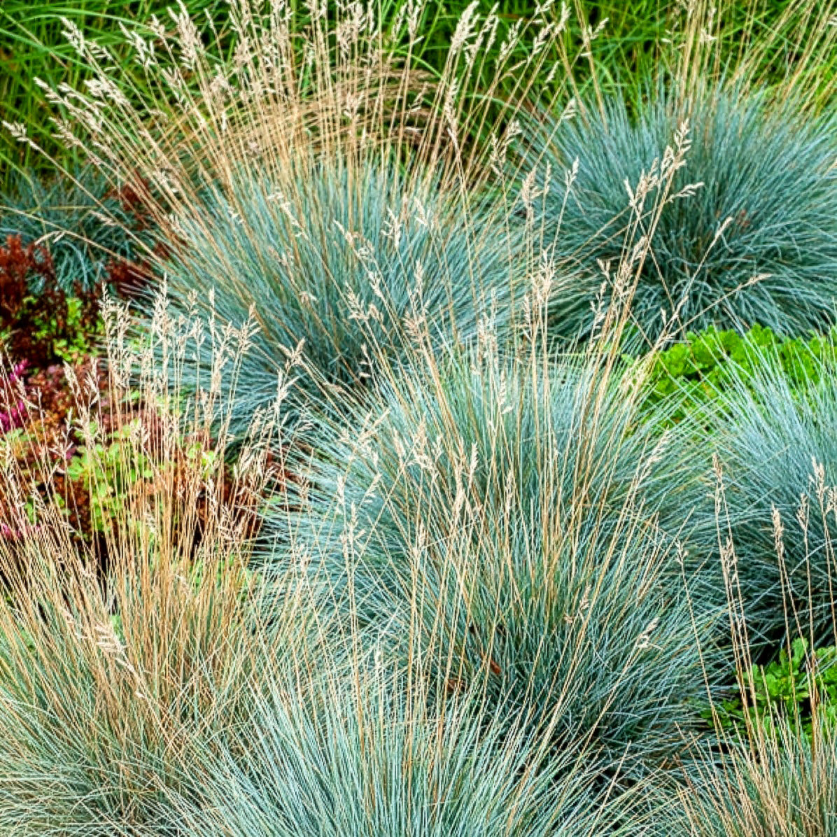 Gräser - 3 Ziergräser für trockenen Boden - Pennisetum alopecuroides,Stipa tenuissima ,Festuca glauca
