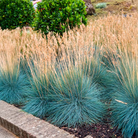 Festuca glauca Elijah Blue - Blau-Schwingel 'Elijah Blue' - Schwingel  