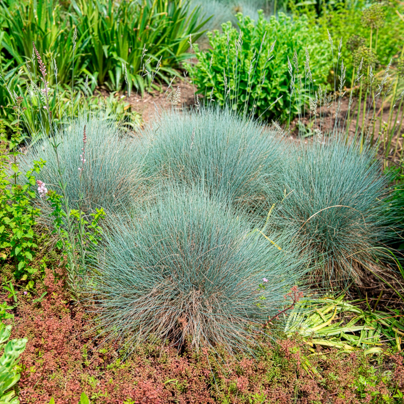Schwingel   - Blau-Schwingel 'Elijah Blue' - Festuca glauca Elijah Blue
