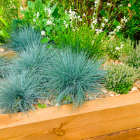 Blau-Schwingel 'Elijah Blue' - Festuca glauca Elijah Blue - Bakker