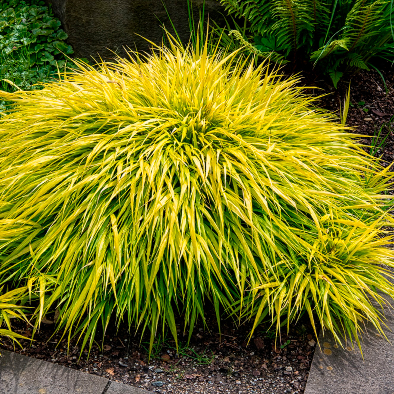 Hakonechloa macra all gold - Japanisches Goldberggras All Gold - Japanisches Gras