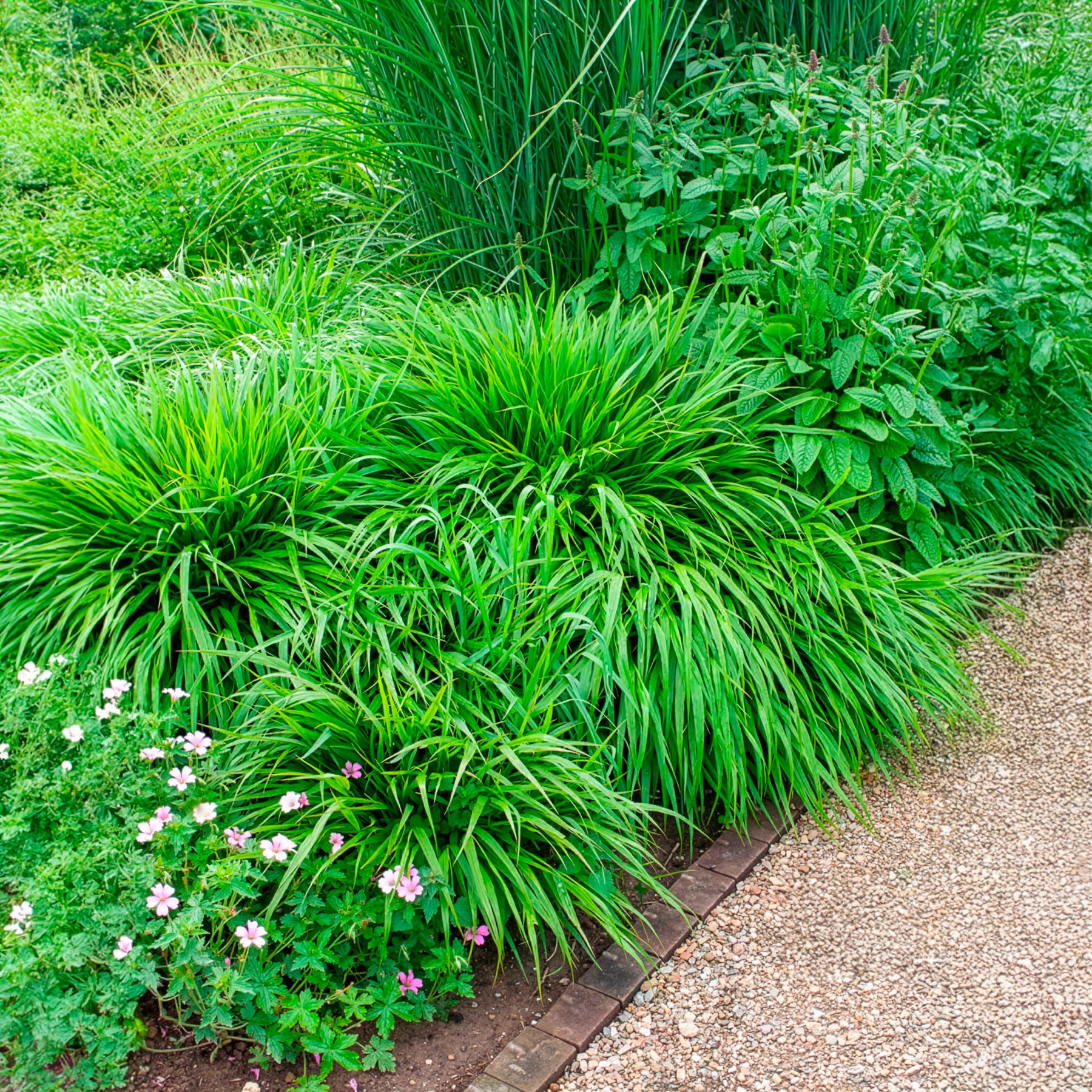Japanisches Kraut - Bakker