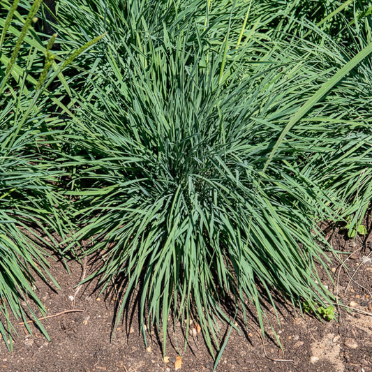 Blaues Schillergras - Bakker