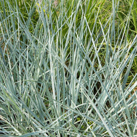 Leymus arenarius Blue Dune - Meerroggen Blue Dune - Gräser