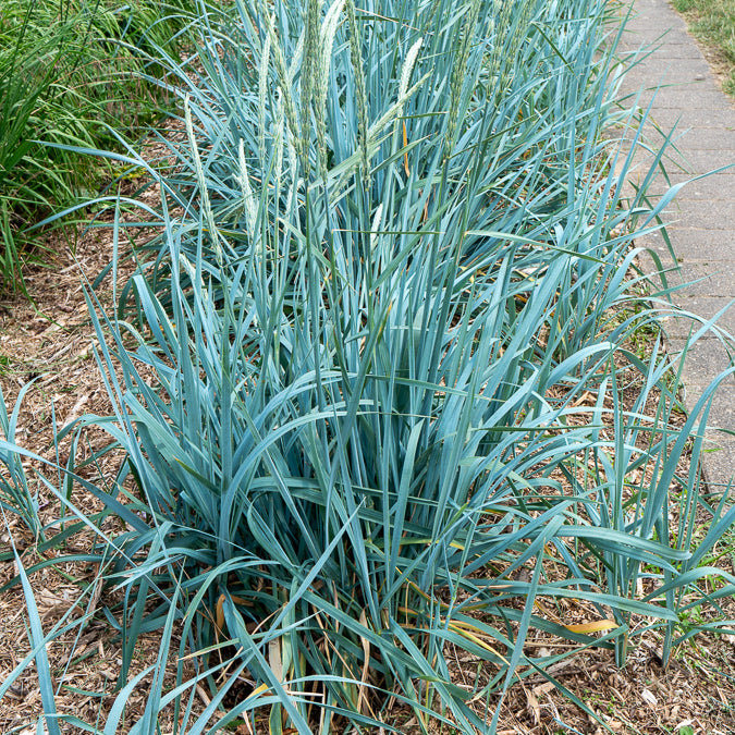Gräser - Strandroggen - Leymus arenarius