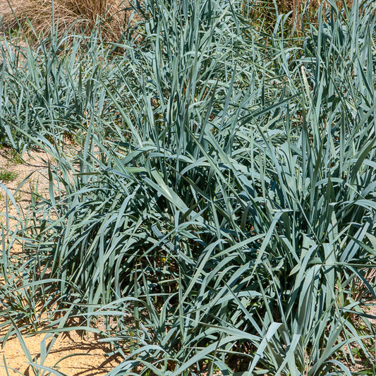 Strandroggen - Bakker