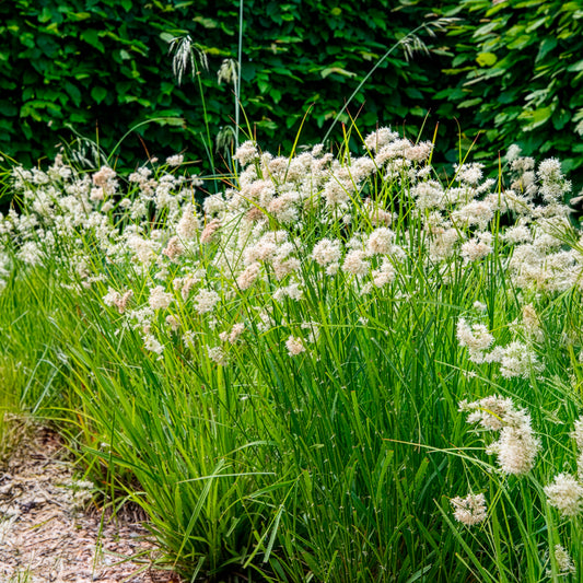 Schnee-Hainsimse - Bakker