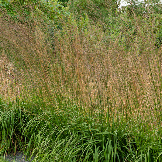 Pfeifengras hoch Karl Foester - Bakker