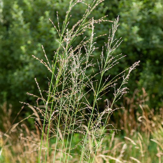 Hohes Pfeifengras Durchsichtig - Bakker