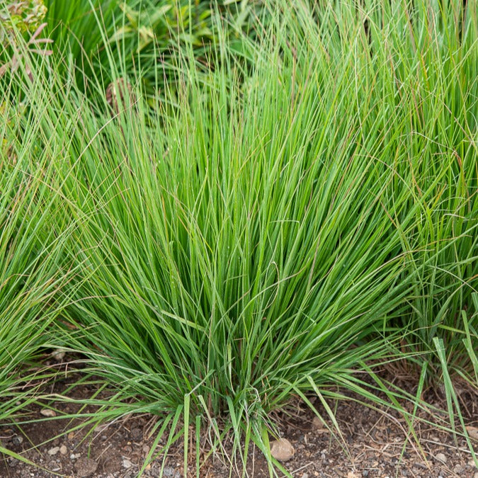 Molinia caerulea heidebraut