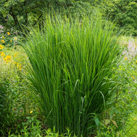 Riesen-Rutenhirse Northwind - Bakker